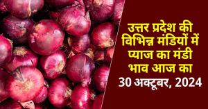 Onion market prices today in Uttar Pradesh on (October 30, 2024)
